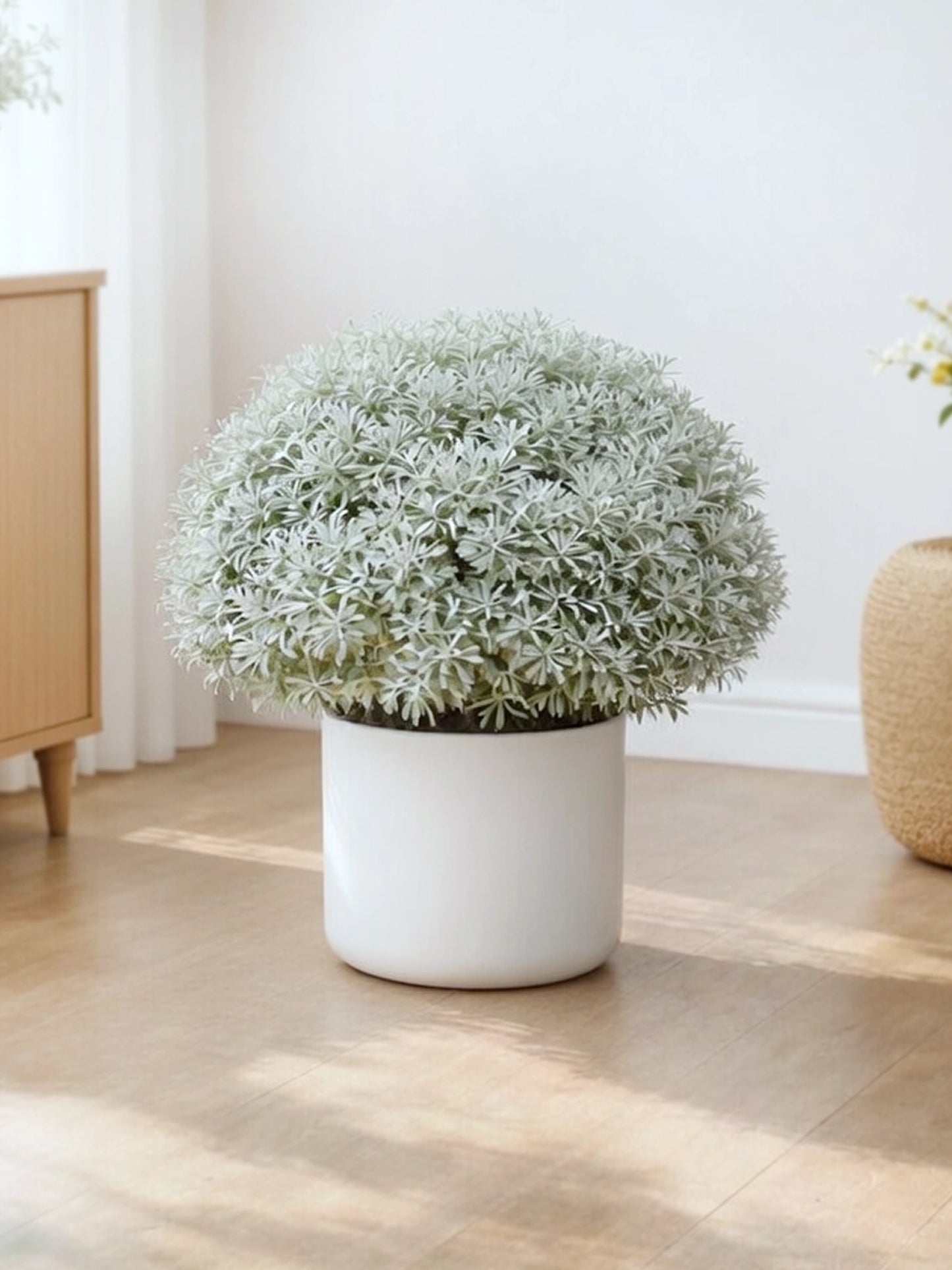 Cotton Lavender | 芙蓉菊