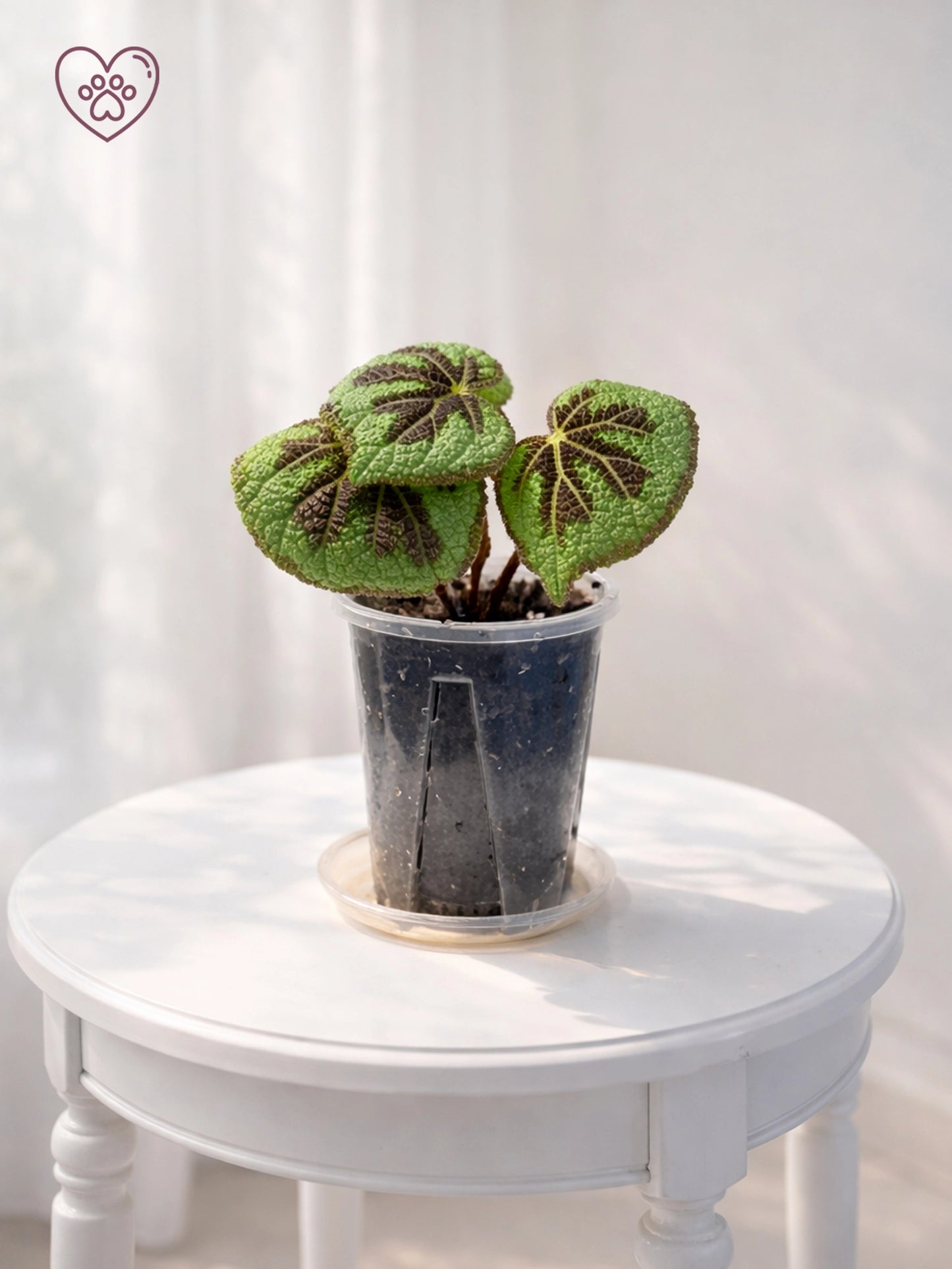 Cross Rex Begonia｜鐵十字王秋海棠