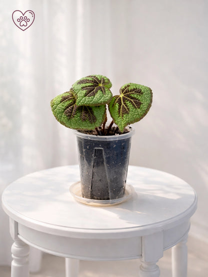 Cross Rex Begonia｜鐵十字王秋海棠
