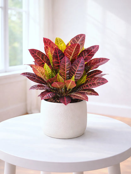 Croton | 變葉木