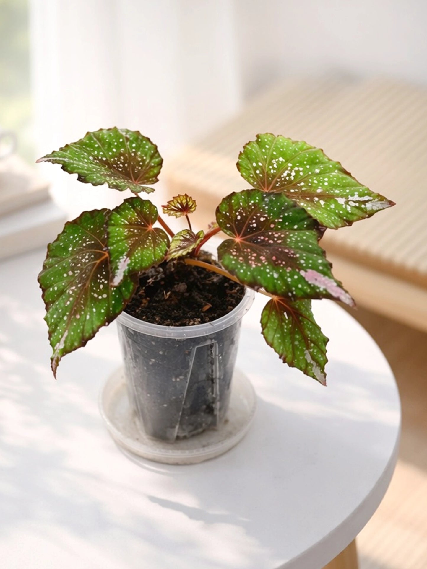 Dark-leaf Rex Begonia｜彩葉秋海棠