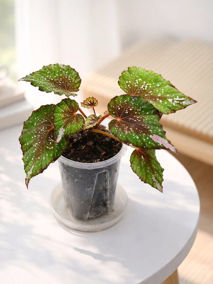 Dark-leaf Rex Begonia｜彩葉秋海棠