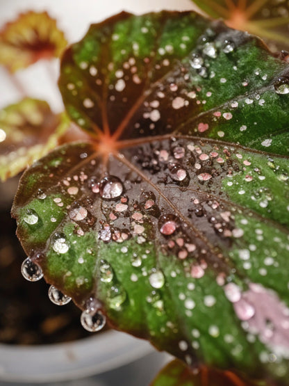 Dark-leaf Rex Begonia｜彩葉秋海棠