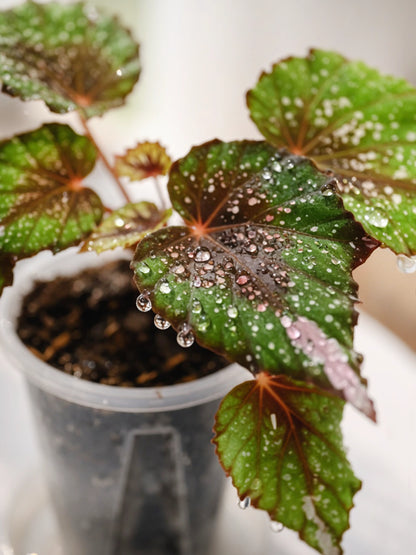 Dark-leaf Rex Begonia｜彩葉秋海棠
