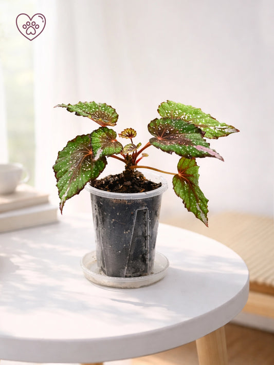 Dark-leaf Rex Begonia｜彩葉秋海棠