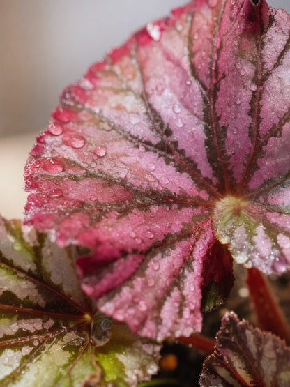 Dark Red Polka Rex Begonia｜暗紅波點王秋海棠