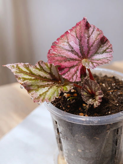 Dark Red Polka Rex Begonia｜暗紅波點王秋海棠
