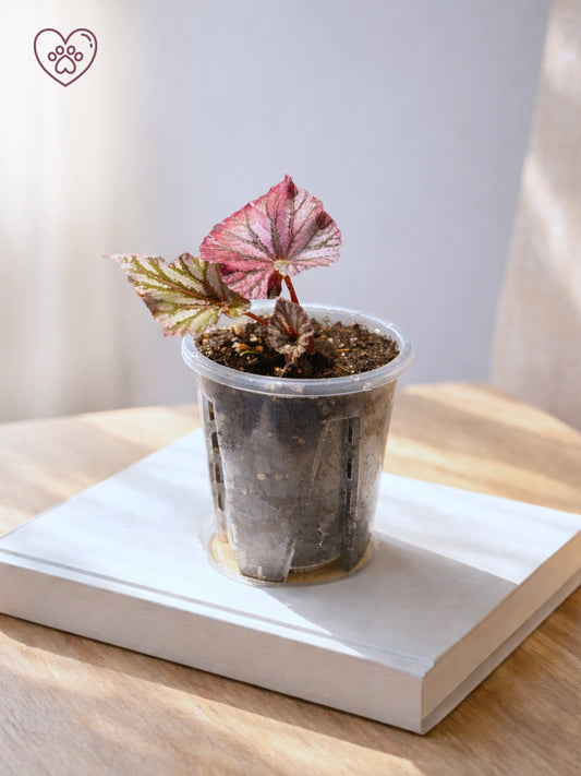Dark Red Polka Rex Begonia｜暗紅波點王秋海棠
