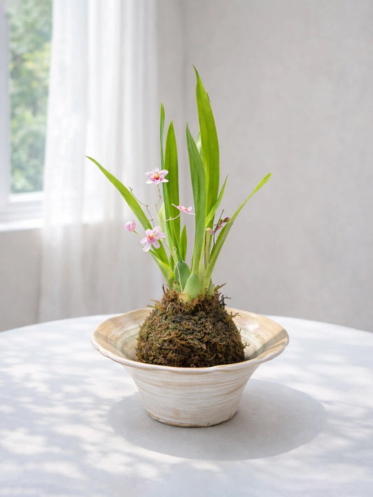 Dendrobium Orchid Kokedama｜石斛蘭苔蘚球