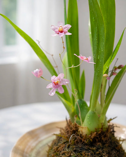 Dendrobium Orchid Kokedama｜石斛蘭苔蘚球