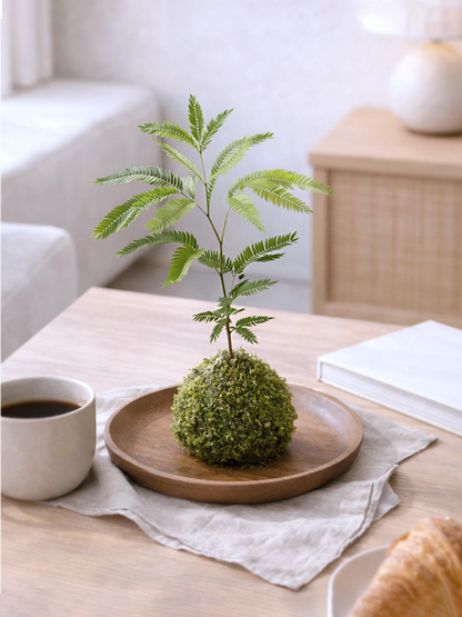 Dense-leaf Necklace Pod Plant Kokedama | 密葉猴耳環苔蘚球