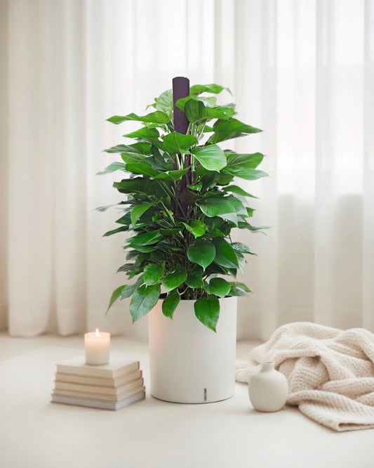 Devil's Ivy | 綠蘿