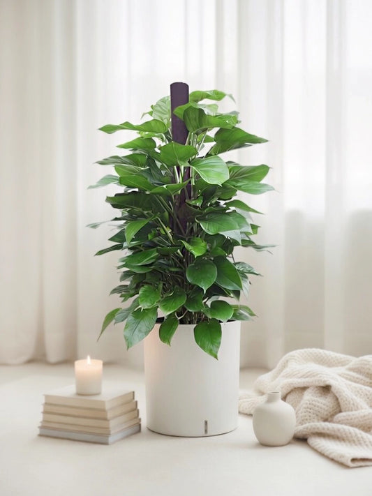 Devil's Ivy | 綠蘿