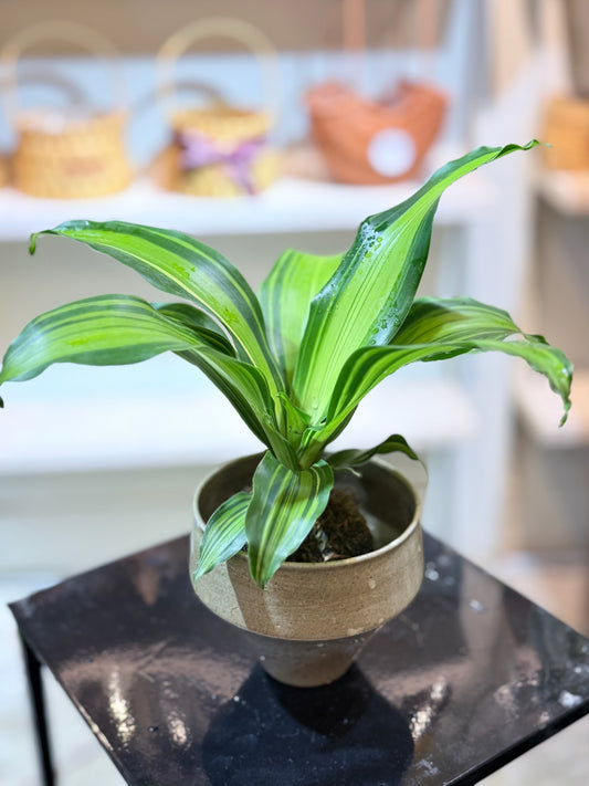 Dracaena Fragrans Kokedama | 巴西木苔蘚球