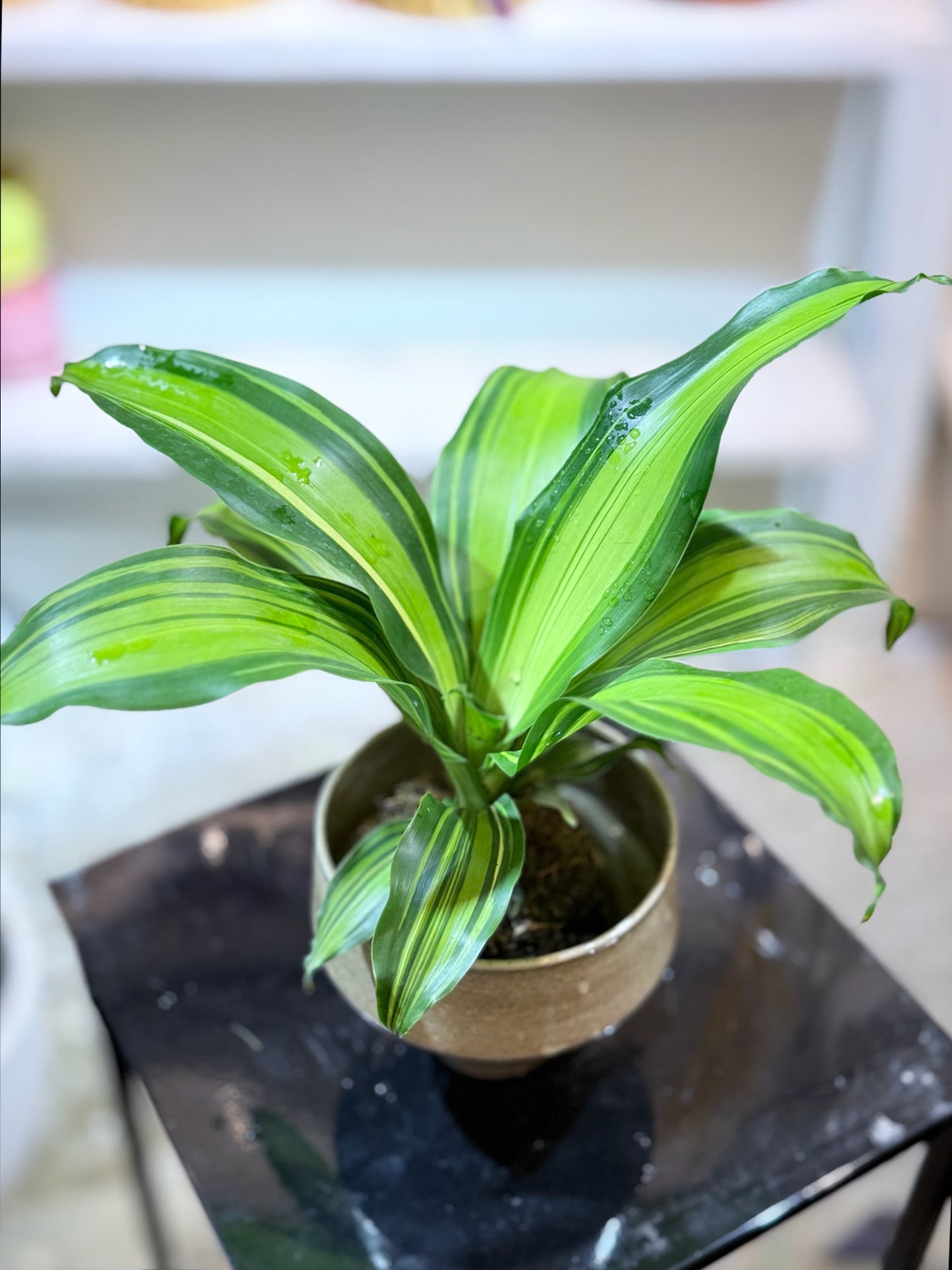 Dracaena Fragrans Kokedama | 巴西木苔蘚球