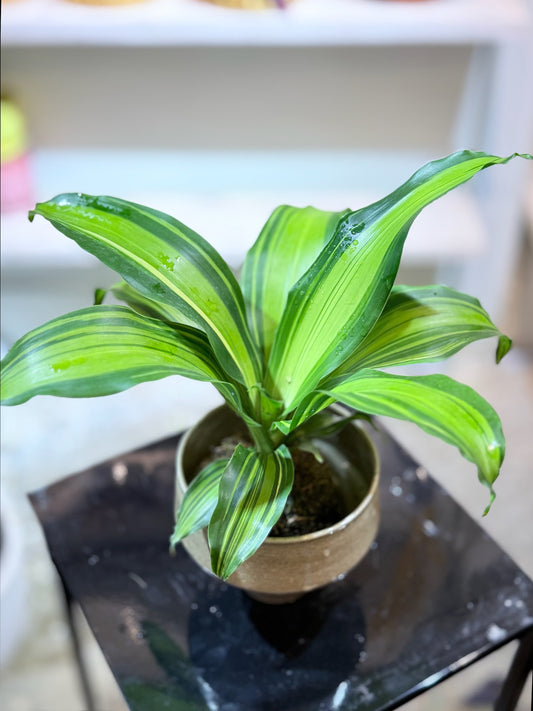 Dracaena Fragrans Kokedama | 巴西木苔蘚球