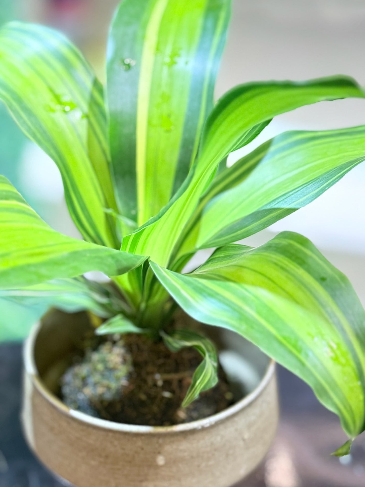 Dracaena Fragrans Kokedama | 巴西木苔蘚球