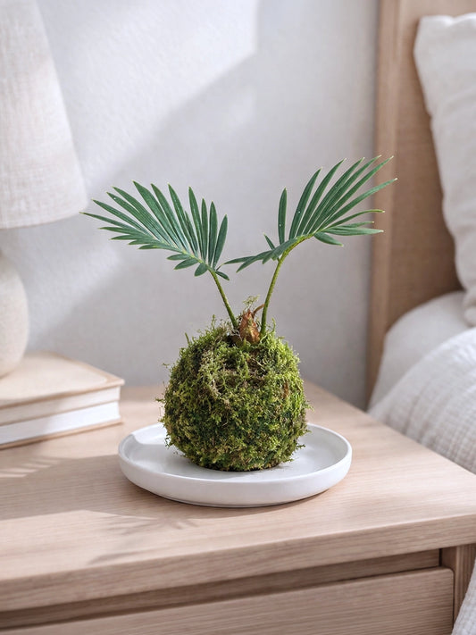 Dracaena Marginata Kokedama | 鐵樹苔蘚球