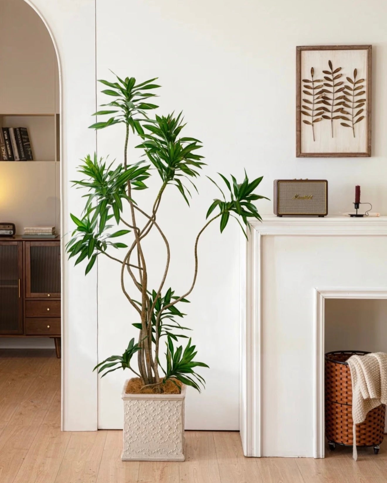 Styled Dracaena Reflexa | 造型百合竹