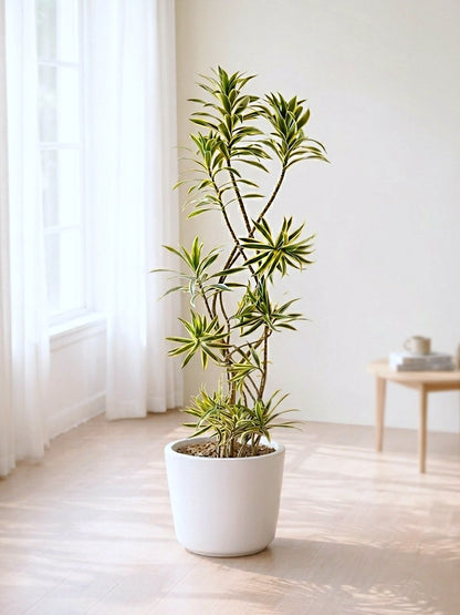 Dracaena Song of India | 金邊百合竹