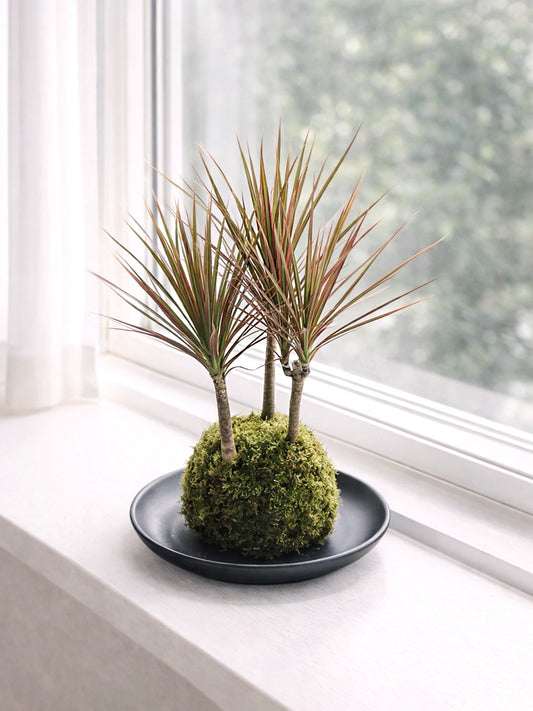 Dracaena (Ti Plant) Kokedama | 千年木苔蘚球