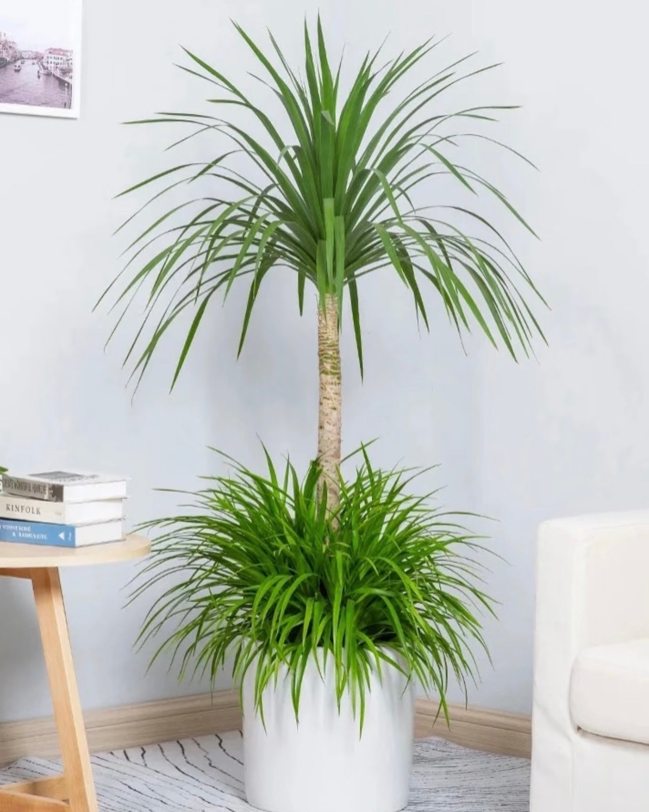 Dragon Tree | 龍血樹