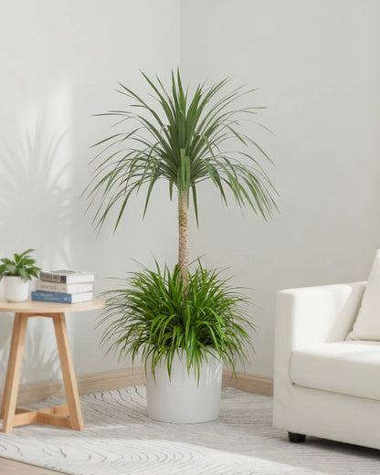 Dragon Tree | 龍血樹