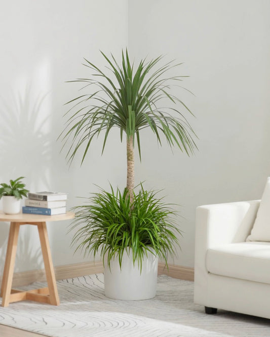Dragon Tree | 龍血樹