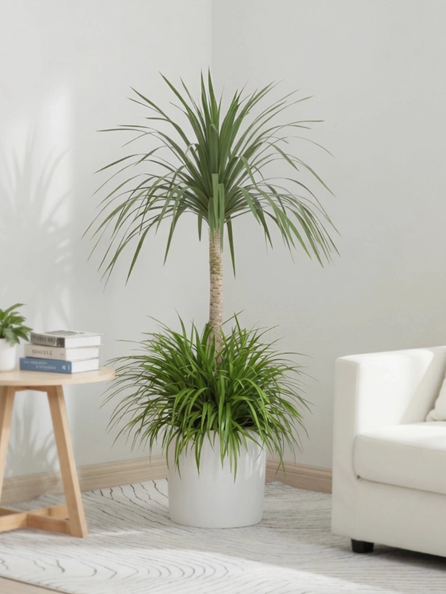 Dragon Tree | 龍血樹