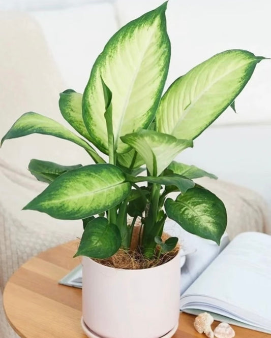 Dumb Cane | 萬年青