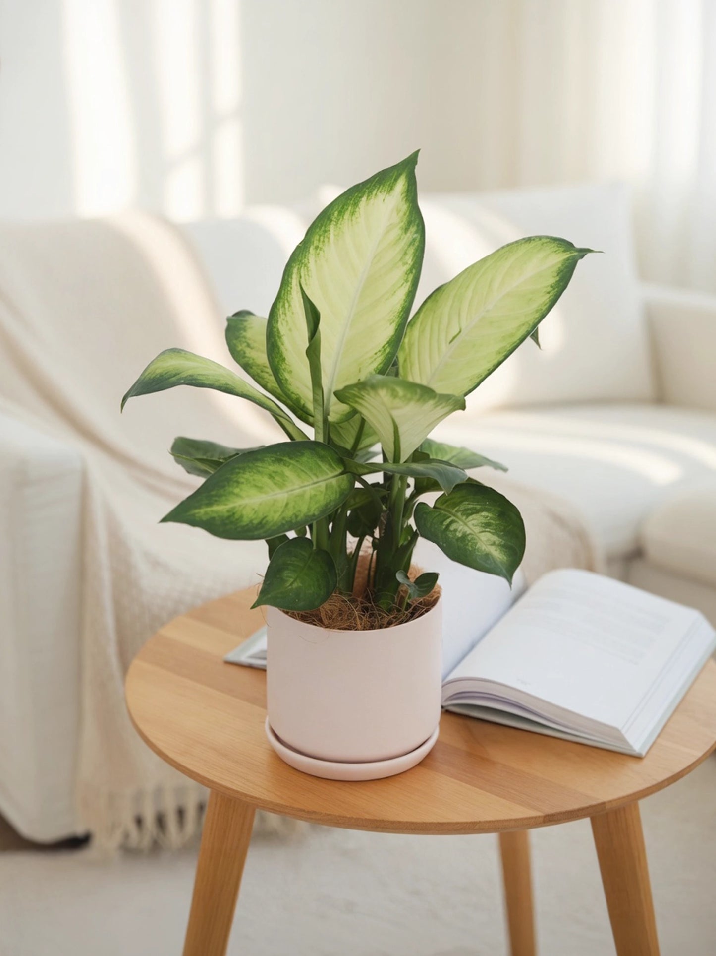 Dumb Cane | 萬年青