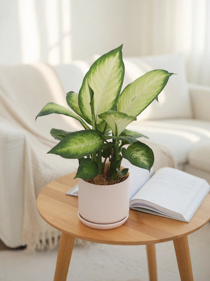 Dumb Cane | 萬年青