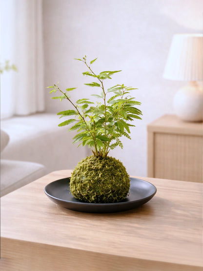Dwarf Mimosa Kokedama | 姬合歡苔蘚球