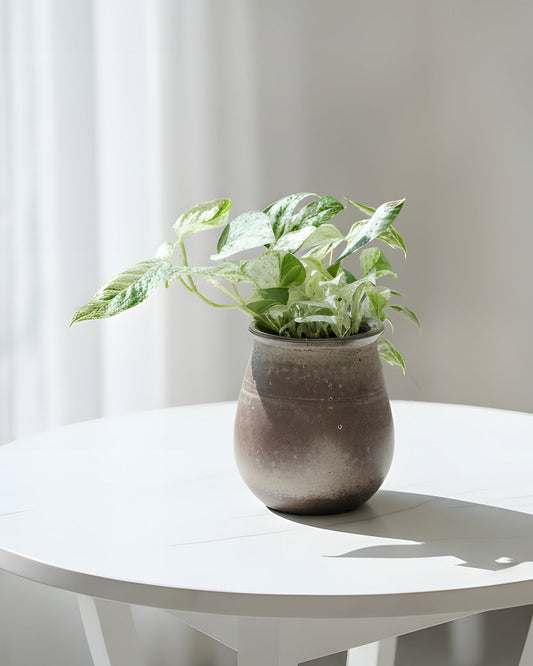 Epipremnum Pinnatum｜麒麟尾