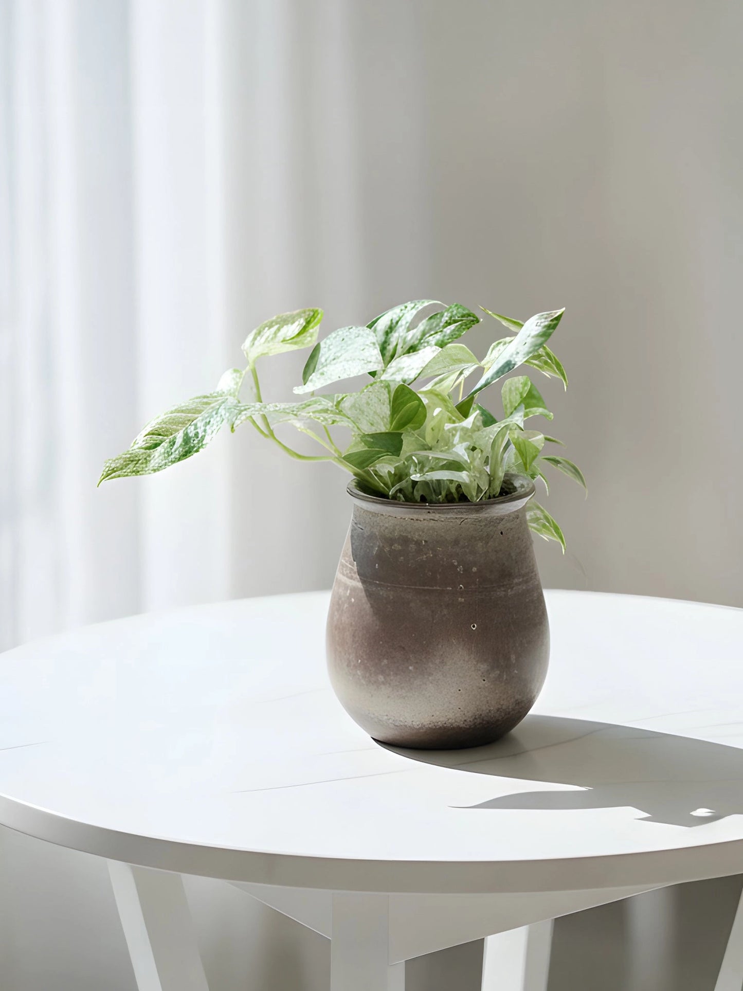 Epipremnum Pinnatum｜麒麟尾