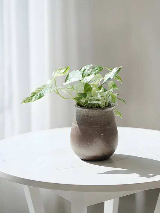 Epipremnum Pinnatum｜麒麟尾
