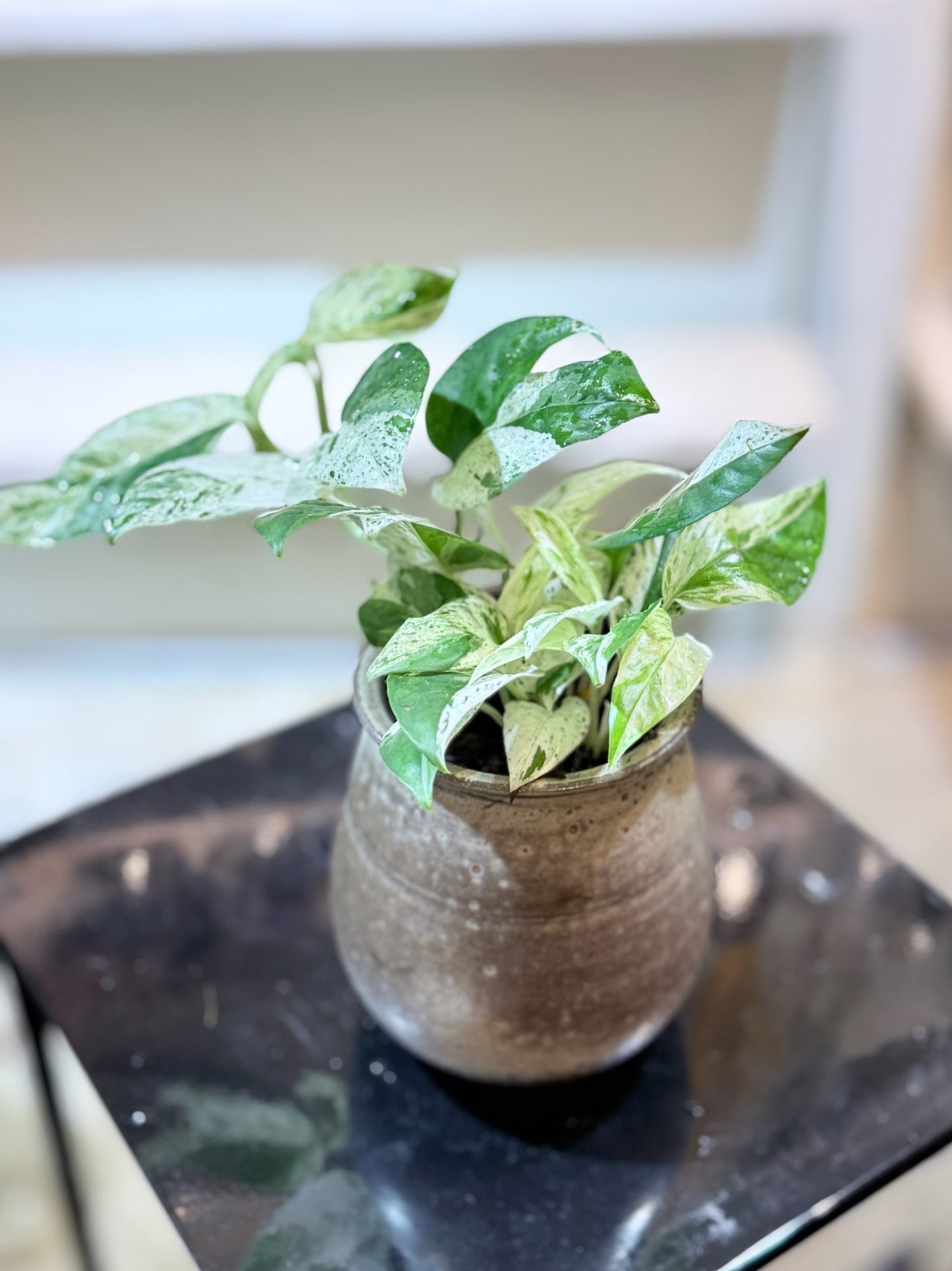 Epipremnum Pinnatum｜麒麟尾