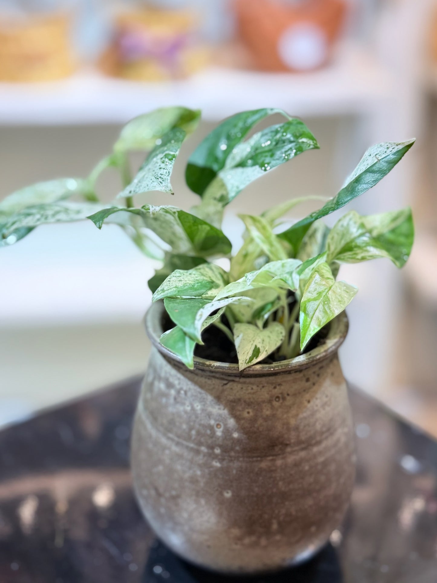 Epipremnum Pinnatum｜麒麟尾