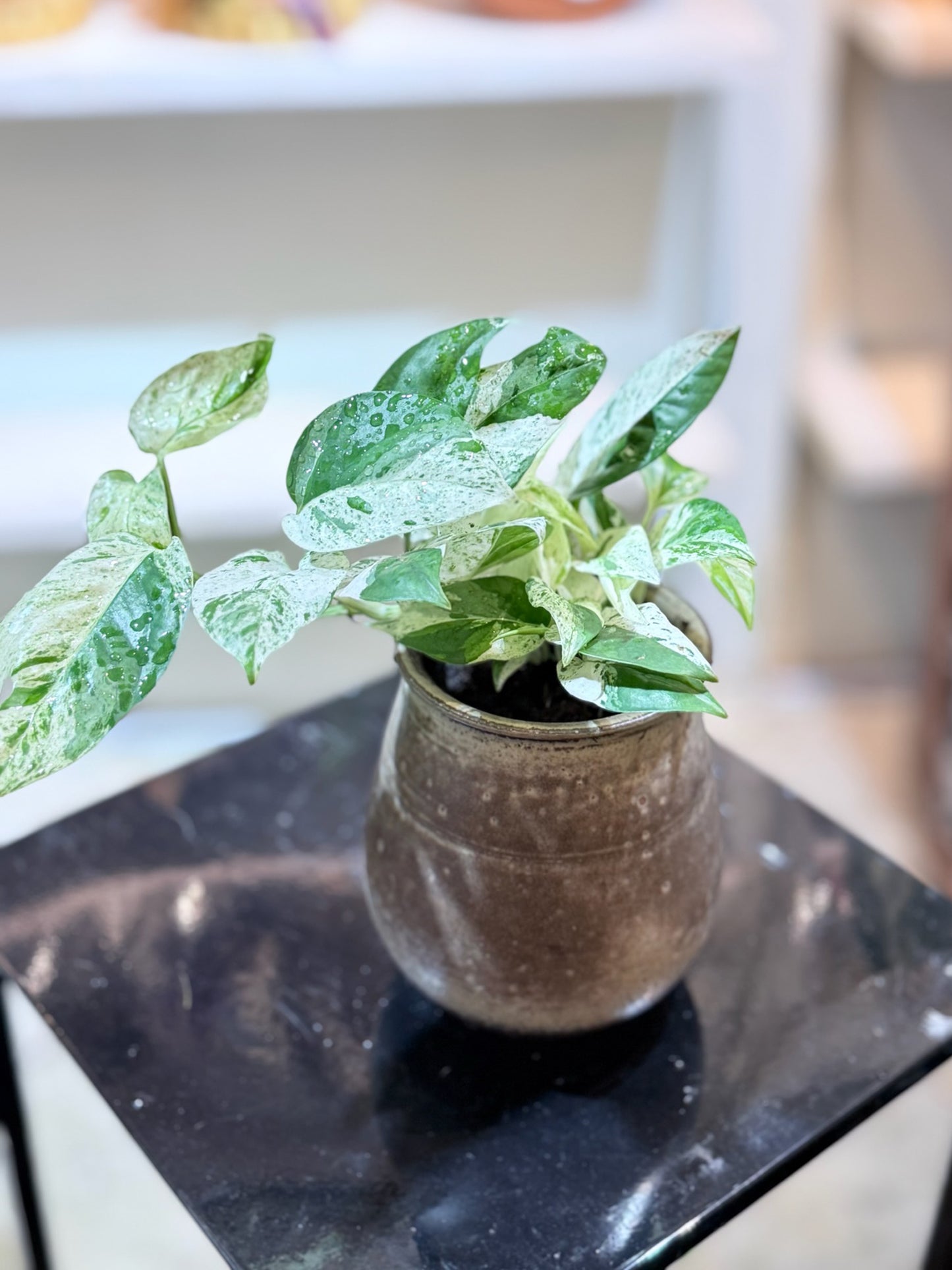 Epipremnum Pinnatum｜麒麟尾