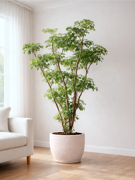 Fabian Aralia | 福祿桐