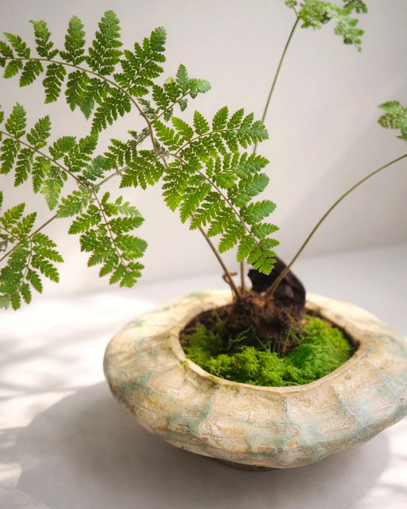 Fern Bonsai｜蕨類盆景