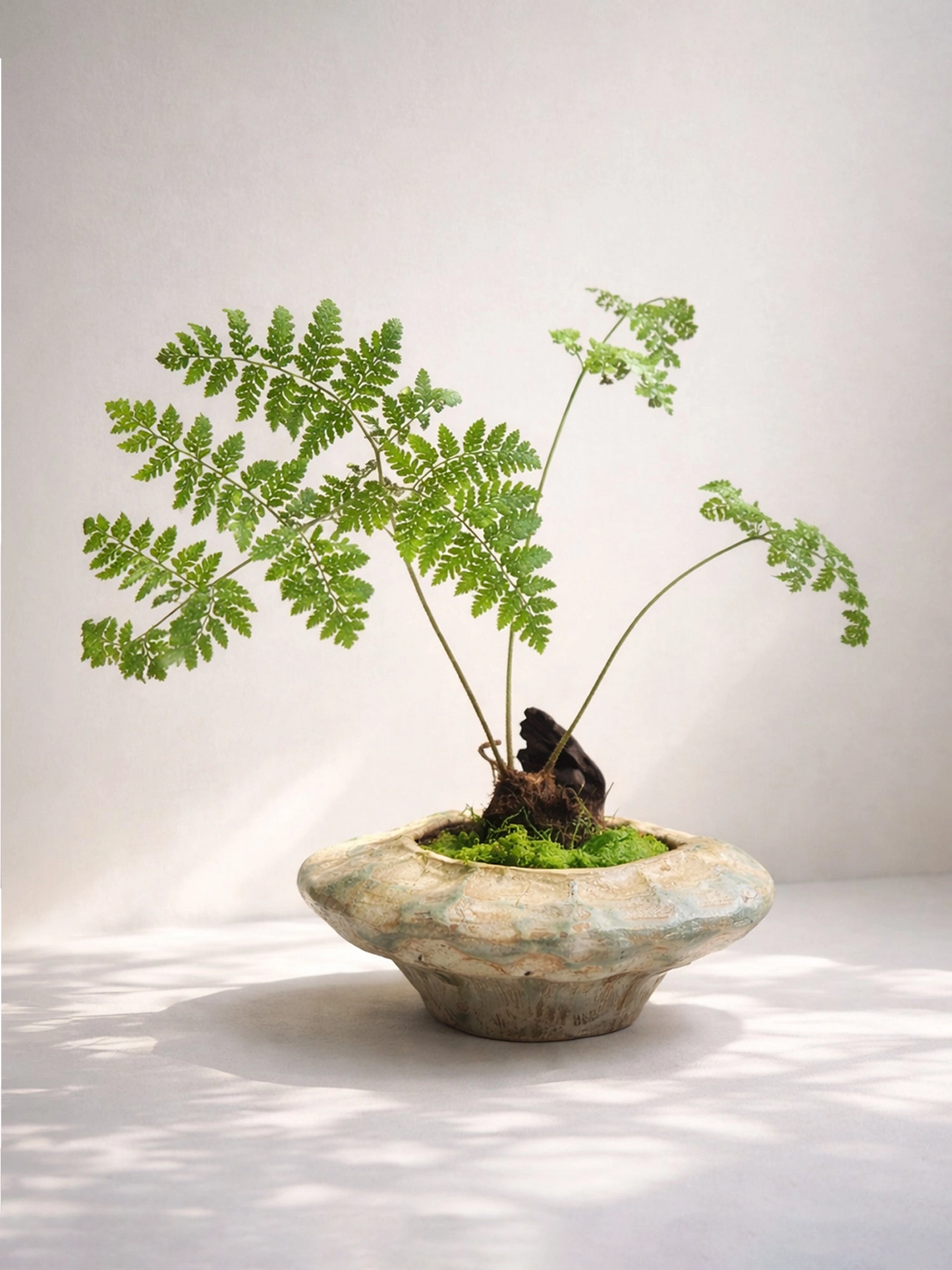 Fern Bonsai｜蕨類盆景