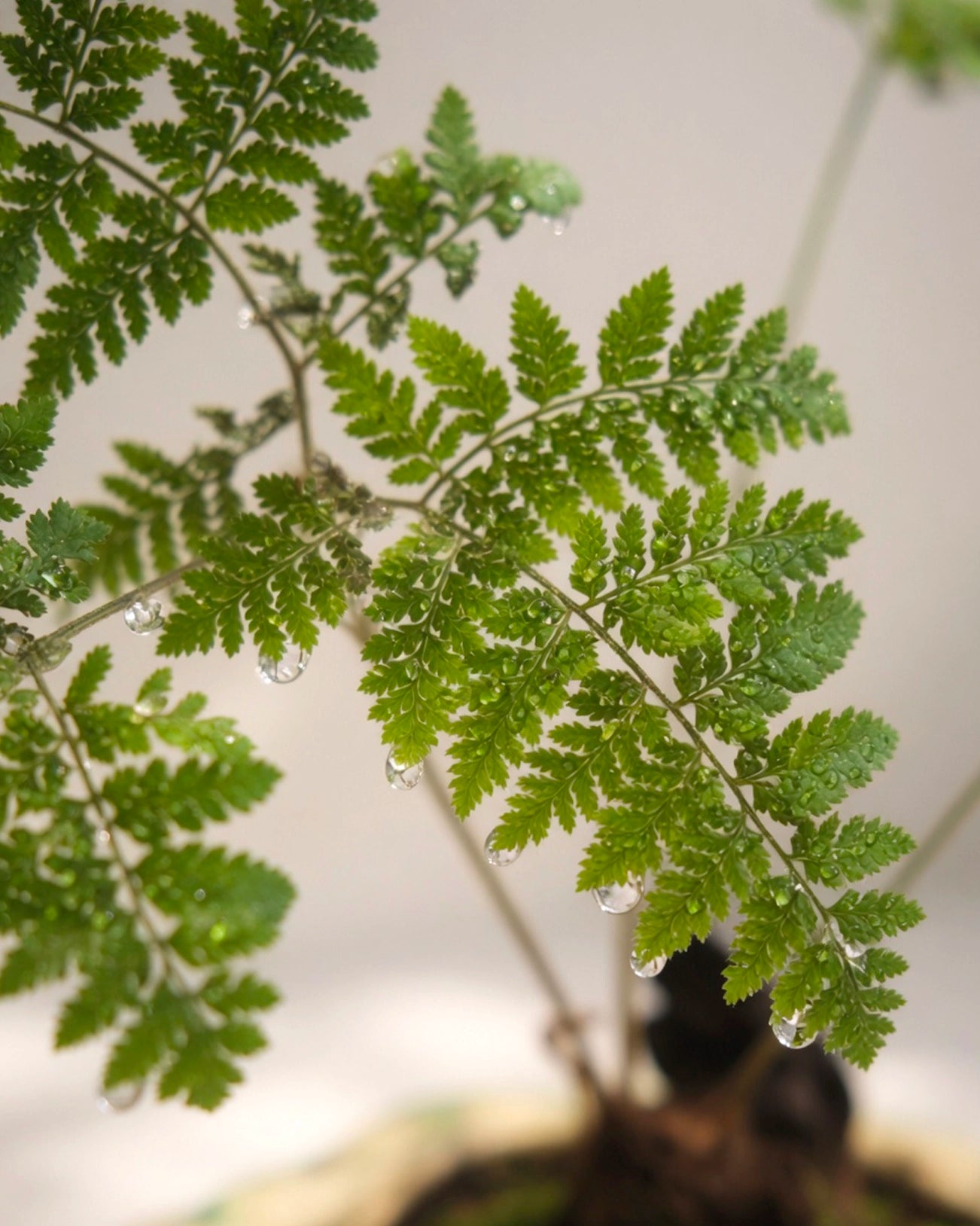 Fern Bonsai｜蕨類盆景
