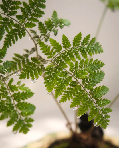 Fern Bonsai｜蕨類盆景