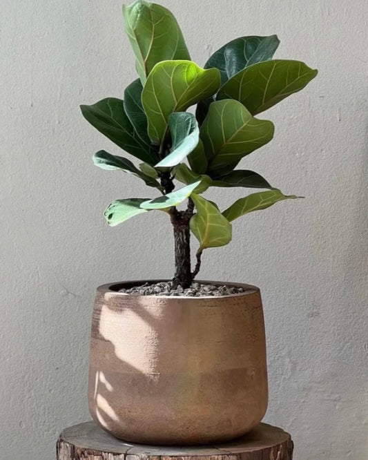 Fiddle Leaf Fig | 琴葉榕