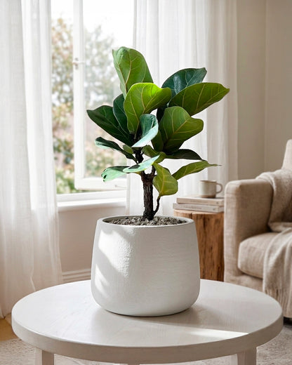 Fiddle Leaf Fig | 琴葉榕