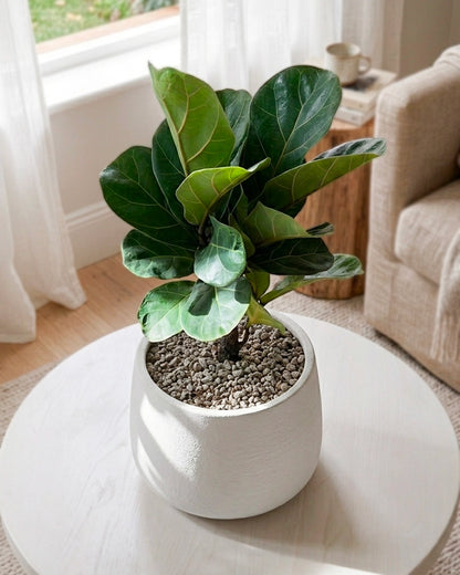 Fiddle Leaf Fig | 琴葉榕