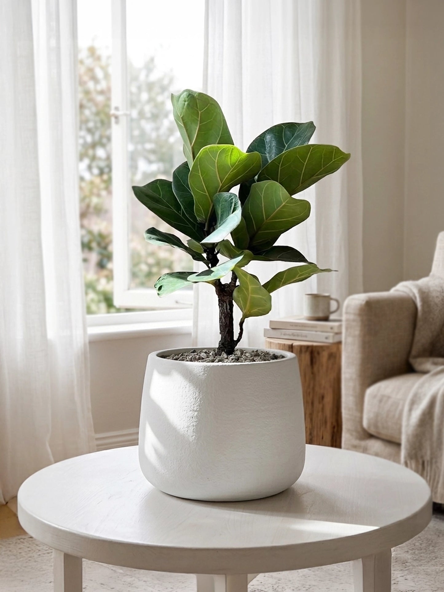 Fiddle Leaf Fig | 琴葉榕