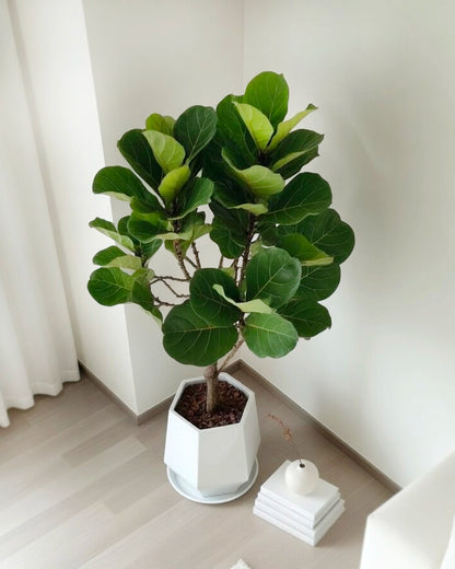 Fiddle Leaf Fig | 琴葉榕
