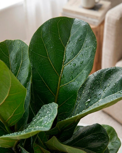 Fiddle Leaf Fig | 琴葉榕